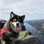 Ulf
